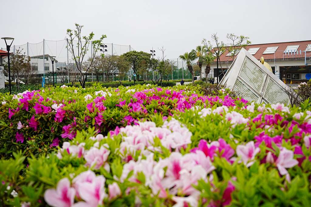 目前盛开的杜鹃花点缀了整个公园(图片来源：台北市政府工务局卫生下水道工程处)