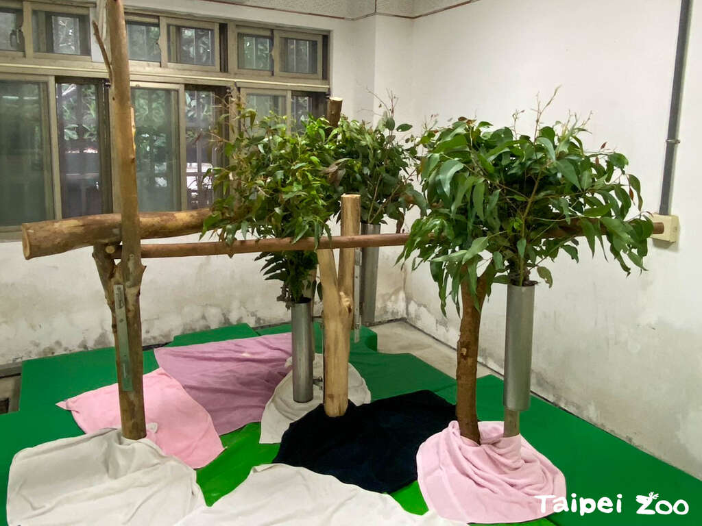 低矮的栖架和地面铺满软垫、毛巾是保育员的用心体贴(图片来源：台北市立动物园)
