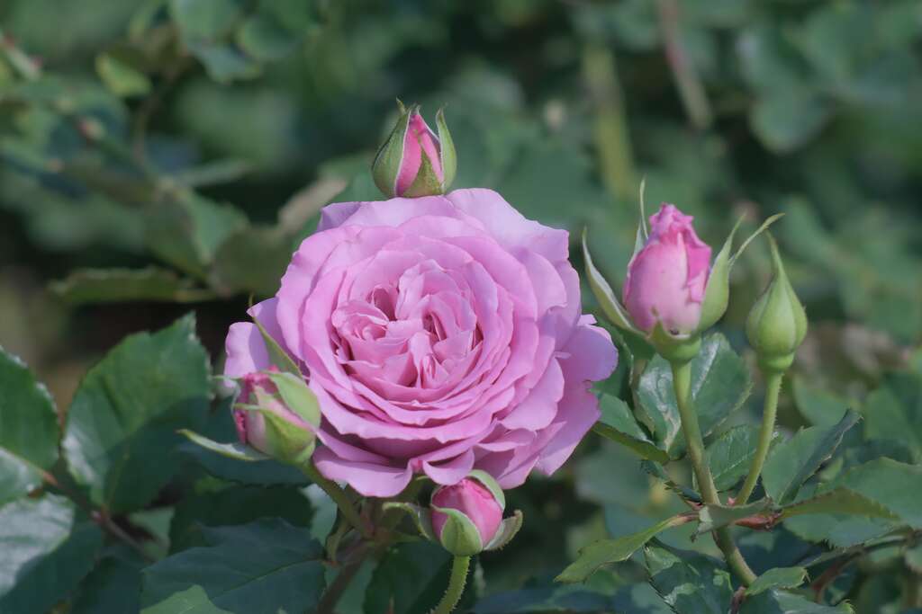 「紫星」花瓣色紫，瓣端浓紫色覆轮，花香强烈。(图片来源：台北市政府工务局公园路灯工程管理处)