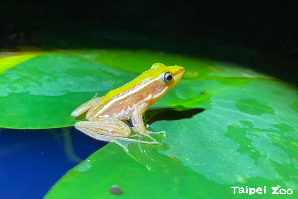 動物園的水域環境放養圈養繁殖的臺北赤蛙，在夏季晚上的水池邊可以聽到「百蛙爭鳴」的盛況。(圖片來源：臺北市立動物園)