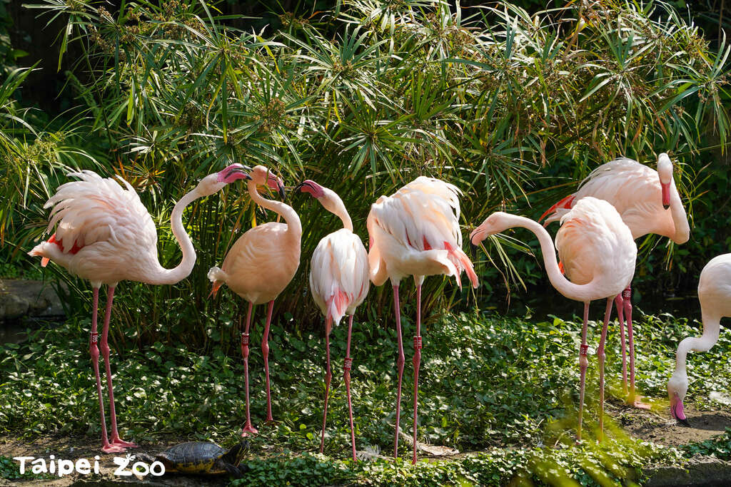 近27年後，臺北市立動物園入園門票在4月1日起調漲囉！(圖片來源：臺北市立動物園)
