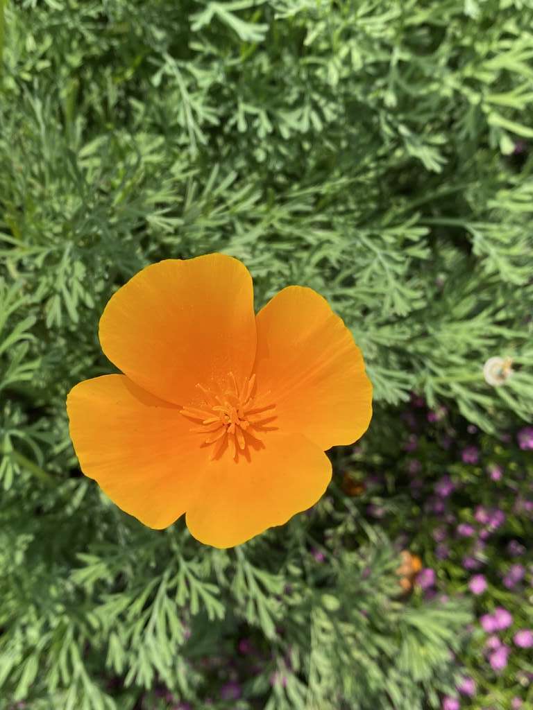 對於花菱草來說，生長適溫為10至25℃，適合台灣春季栽植。(圖片來源：臺北市政府工務局公園路燈工程管理處)