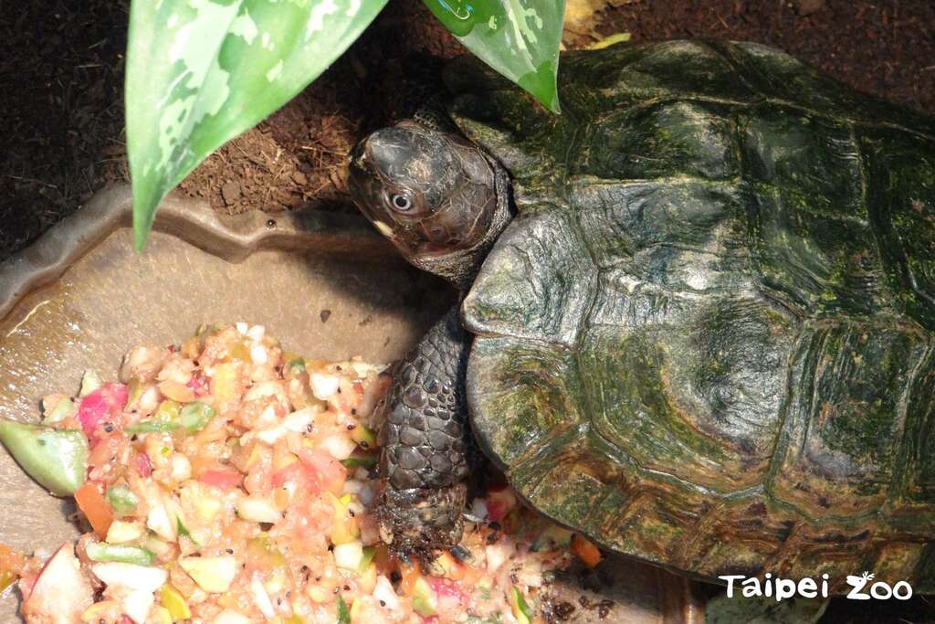 太陽龜(圖片來源：臺北市立動物園)