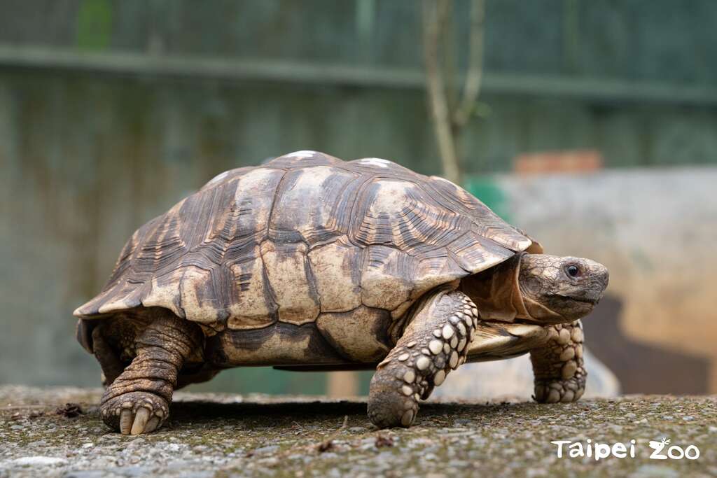 缅甸星龟(图片来源：台北市立动物园)