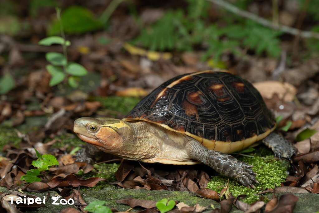 食蛇龜(圖片來源：臺北市立動物園)