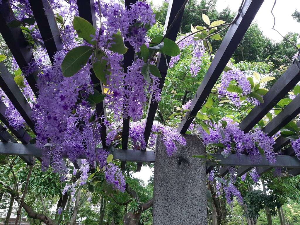 目前大安森林公園的錫葉藤正值開花時節(圖片來源：臺北市政府工務局公園路燈工程管理處)