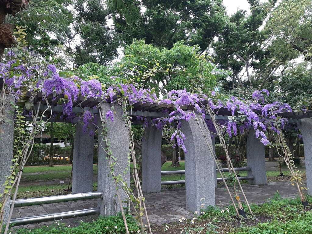 宛如紫色瀑布的錫葉藤(圖片來源：臺北市政府工務局公園路燈工程管理處)