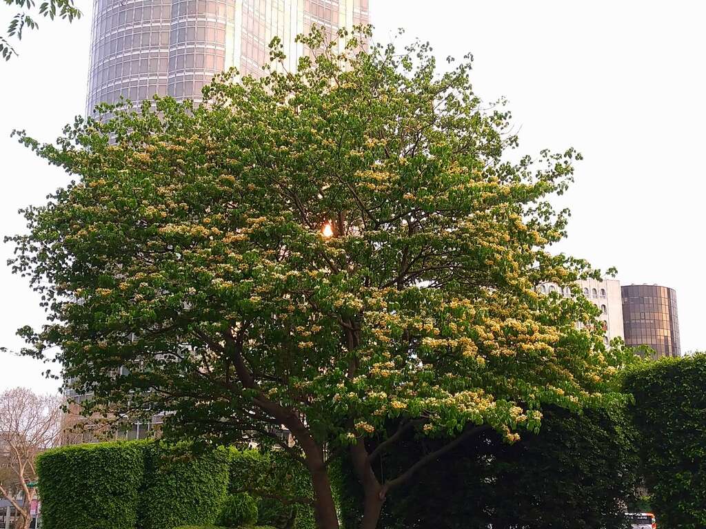 加罗林鱼木枝条上满满的银白色花朵繁花簇拥(图片来源：台北市政府工务局公园路灯工程管理处)