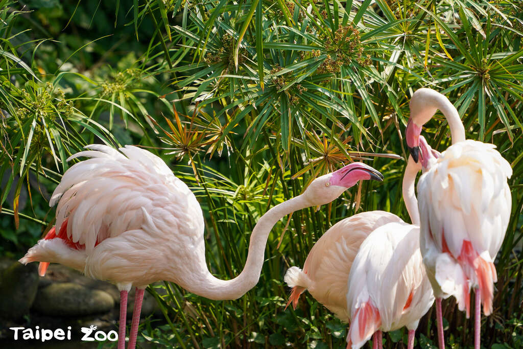 타이베이시립 동물원 입장료, 4월 1일부터 인상!
