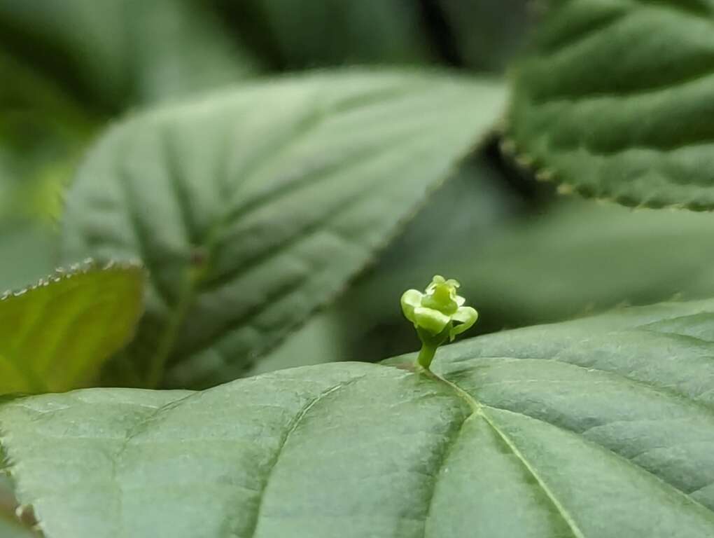 台湾青荚叶植株开出不显着小花，颜色偏绿色或黄绿色，雌雄异株。(图片来源：台北市政府工务局公园路灯工程管理处)