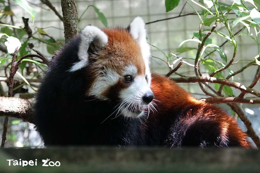 谢谢「美可」的陪伴(图片来源：台北市立动物园)