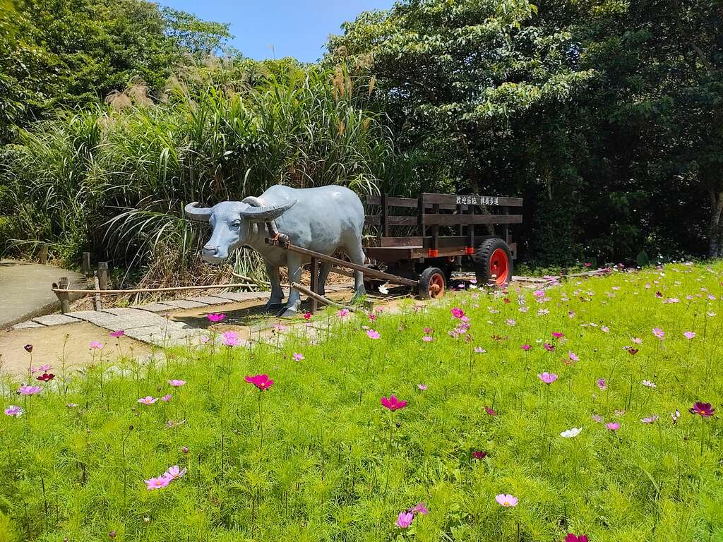 牛车花景(图片来源：台北市政府工务局大地工程处)