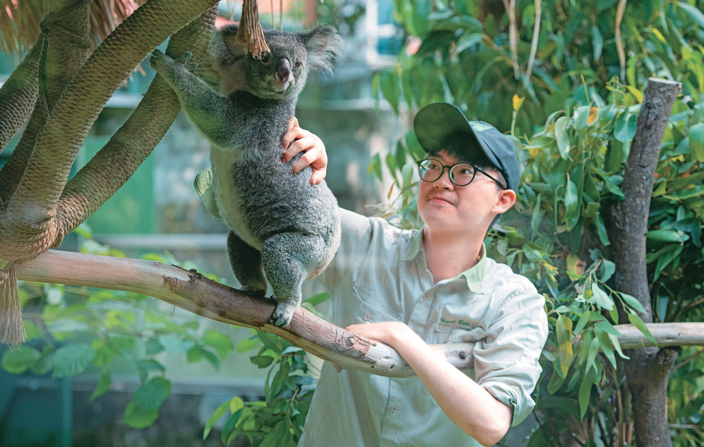 保育员黄冠纶将无尾熊「芙蓉」带到户外展场晒太阳。