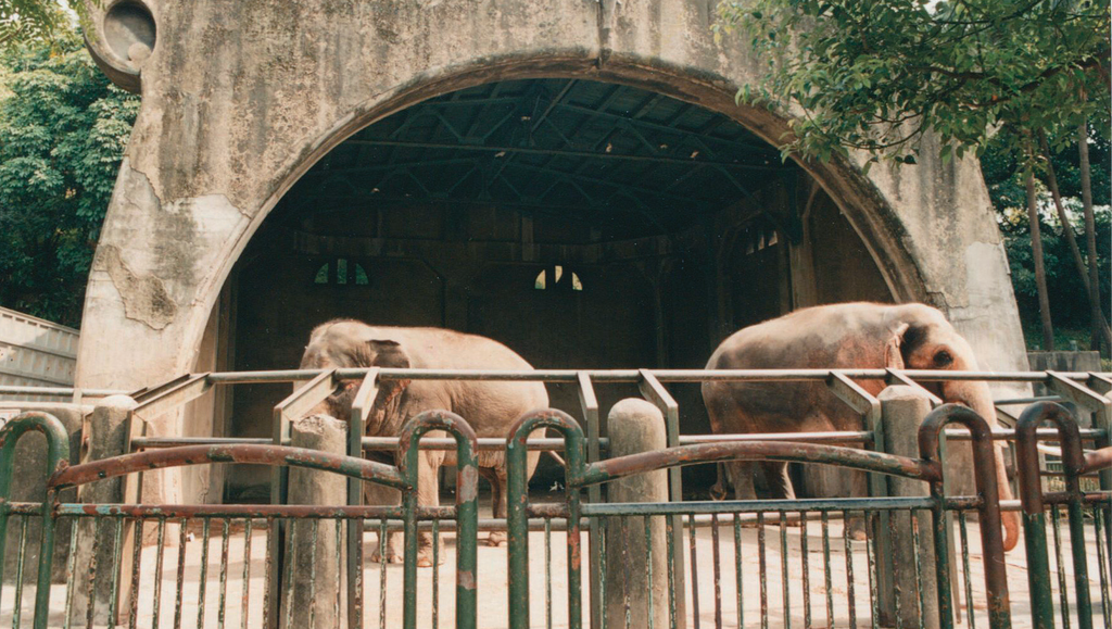 臺北市立動物園人氣動物「林旺」與「馬蘭」。