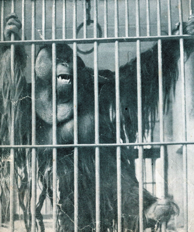 日本時代圓山動物園的人氣動物紅毛猩猩「一郎君」