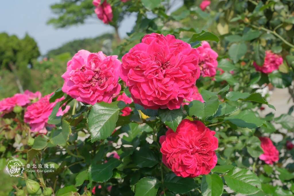 「草莓」在開花時，其優雅的樹型，會使人猶如置身在草莓園漫步(圖片來源：臺北市政府工務局公園路燈工程管理處)