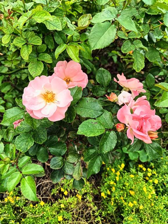 「水蜜桃飄移」，迷你玫瑰，一個枝條就可以開出一束花的花量(圖片來源：臺北市政府工務局公園路燈工程管理處)