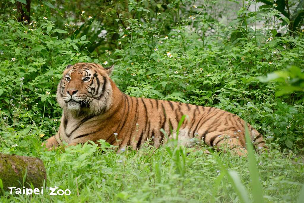 馬來虎「Shima」個性較活潑勇敢，因此照養團隊決定讓他先到戶外活動場探索(圖片來源：臺北市立動物園)