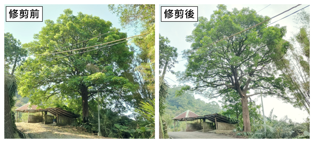 南港旧庄街二段的茄冬树，树高15公尺(图片来源：台北市政府工务局大地工程处)