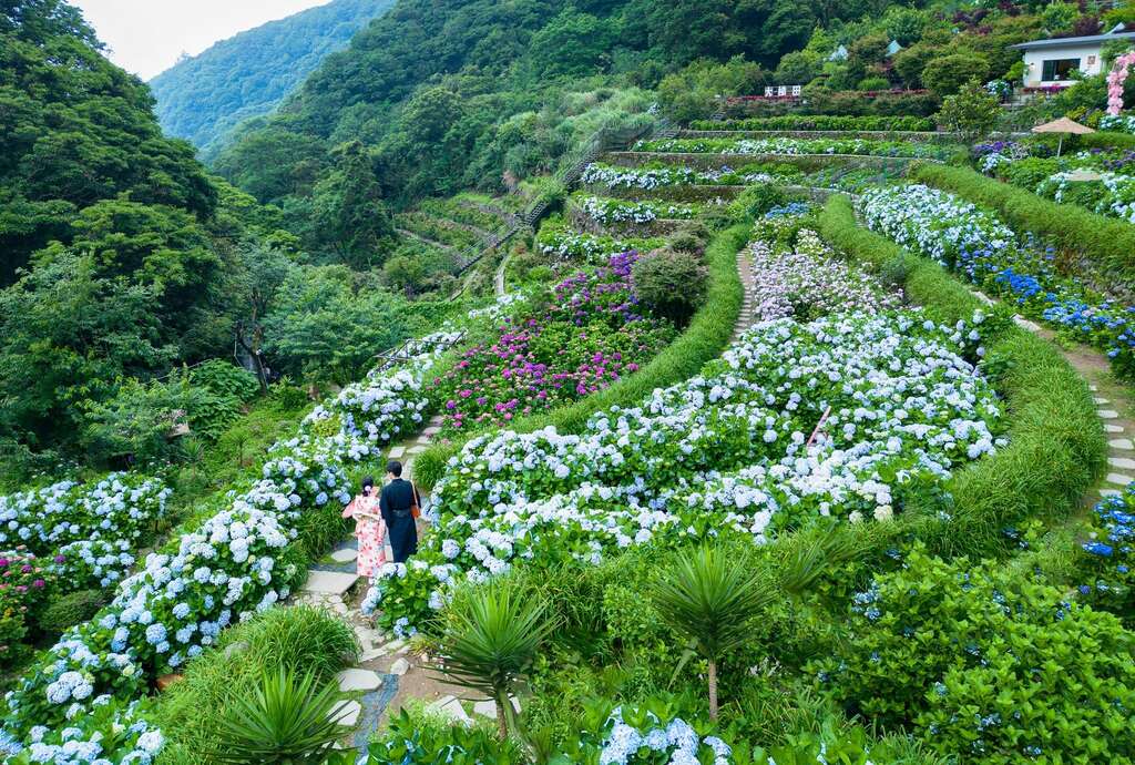 竹子湖梯田式的地形呈现富层次感的绣球花海(图片来源：台北市政府产业发展局)
