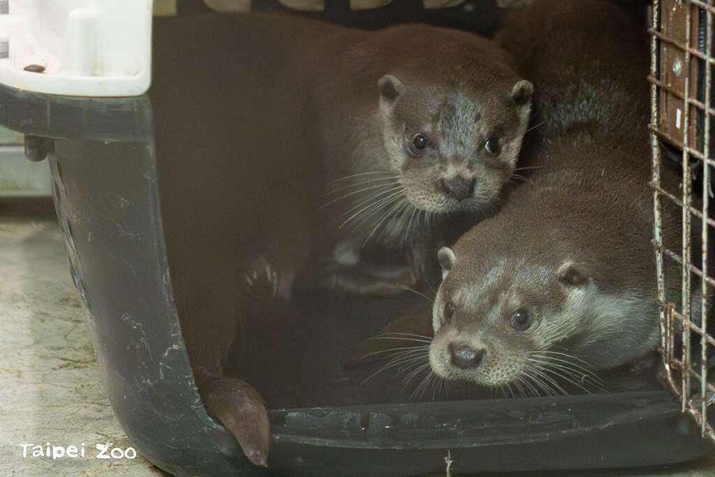 動物園不但進行水獺的救傷收容，也透過繁殖建立衛星族群、實踐域外保育(圖片來源：臺北市立動物園)
