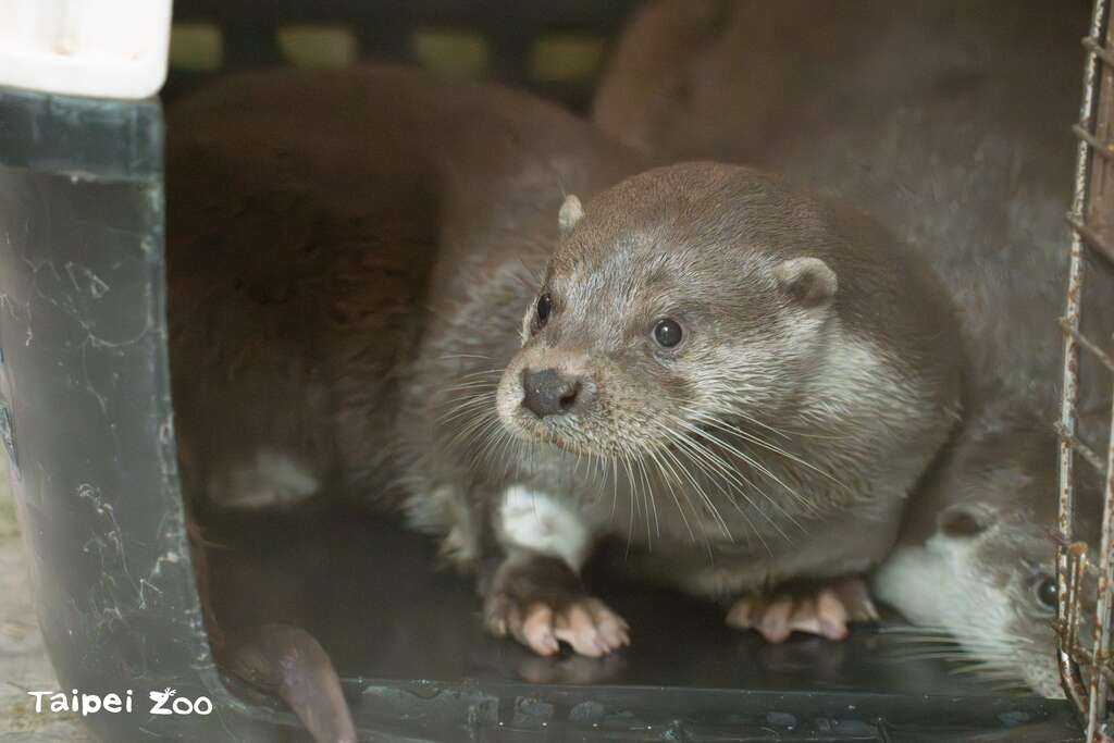 歐亞水獺兄弟剛搬到臺灣動物區時也非常謹慎地觀察周遭(圖片來源：臺北市立動物園)