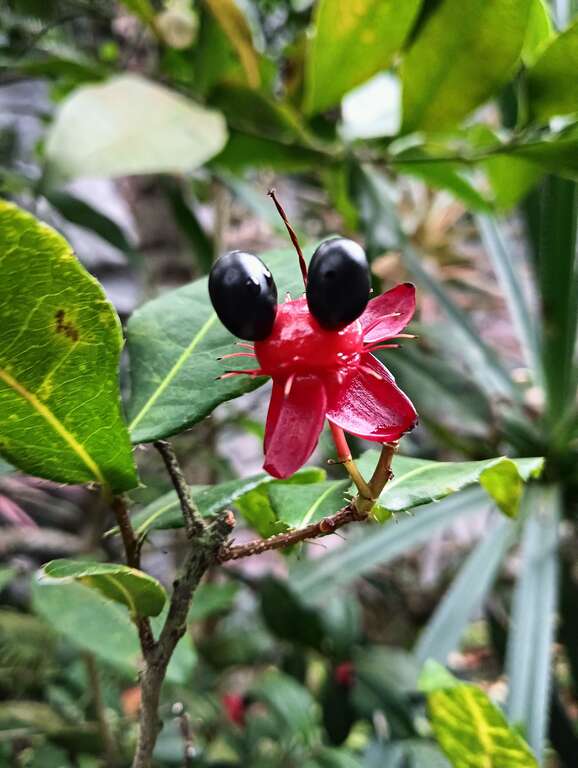 「米老鼠樹」在花凋謝後花萼、胎座持續發育呈紅色，核果環形排列於胎座上，某些角度像米老鼠的耳朵與鼻子。(圖片來源：臺北市政府工務局公園路燈工程管理處)
