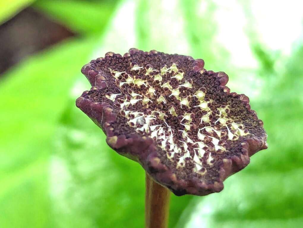 魔盤平盤型的頭狀花序自葉腋伸出，形如蕈傘，細小白色果實呈顆粒狀突起，成熟後會彈出散播。(圖片來源：臺北市政府工務局公園路燈工程管理處)