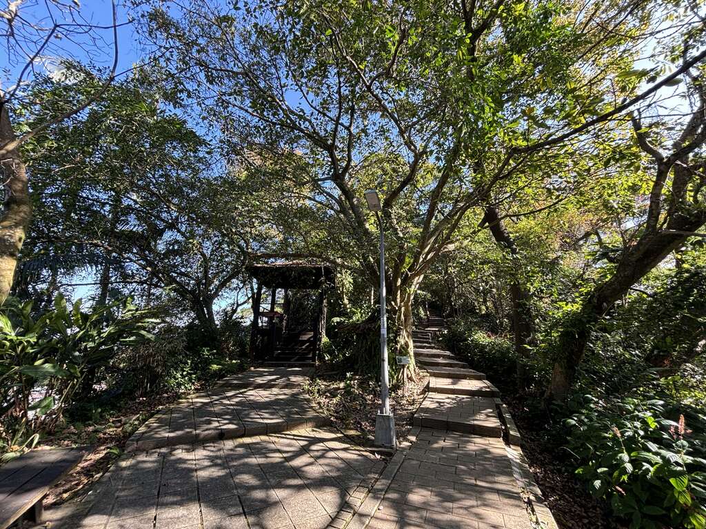 步道上可观察榕属植物缠勒现象(图片来源：台北市政府工务局大地工程处)