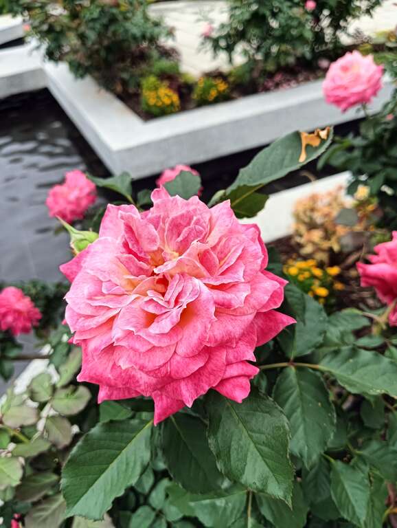 「溫暖」橙色、黃色的花心，伴隨著不同花開階段，出現多種花色變化，植株整體呈現出豐富多彩的暖色系色彩。(圖片來源：臺北市政府工務局公園路燈工程管理處)