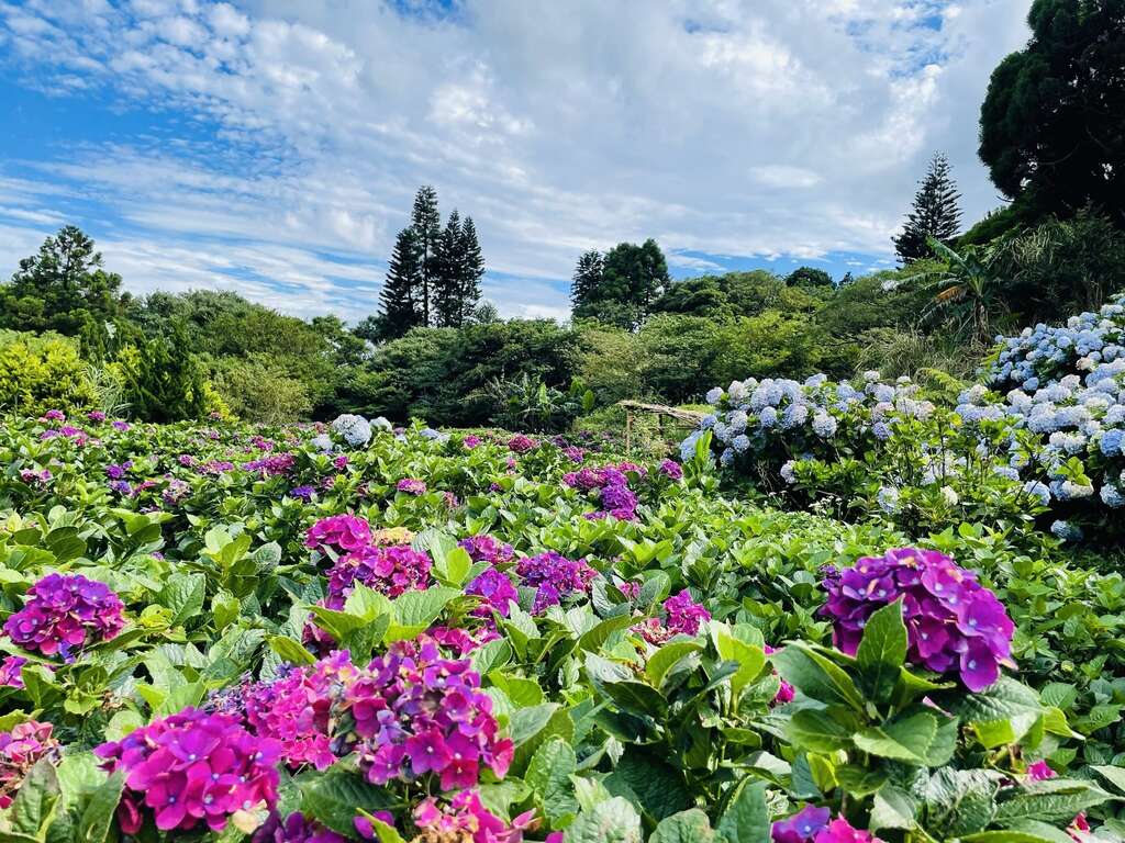 紅藍綠白交織成美麗的景色(圖片來源：臺北市政府工務局大地工程處)