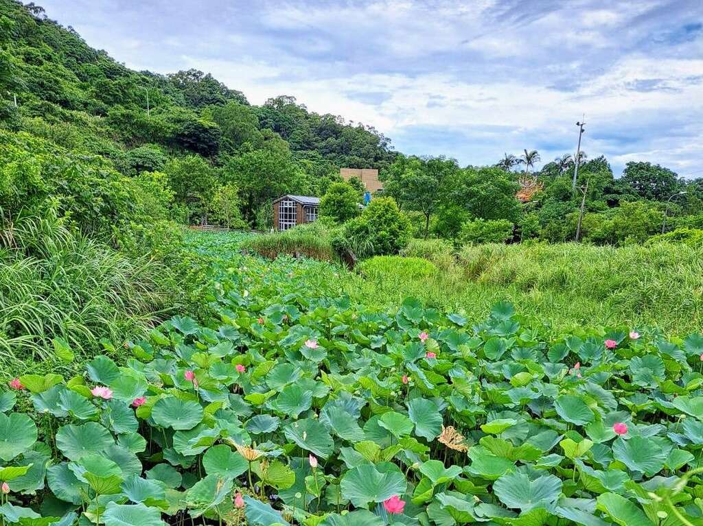 南港山水绿生态公园荷花正值盛开季节，非常欢迎民众来公园赏荷消暑(图片来源：台北市政府环境保护局)