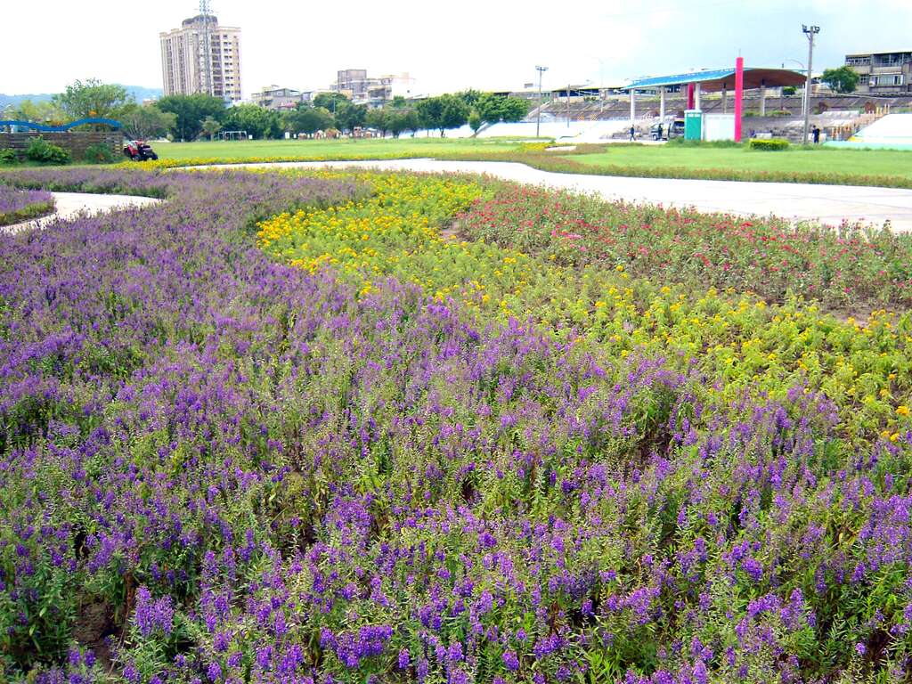 使用25,000盆夏季耐热草花，将紧临社子棒球场旁的广场绿地妆点成一片美丽花海，