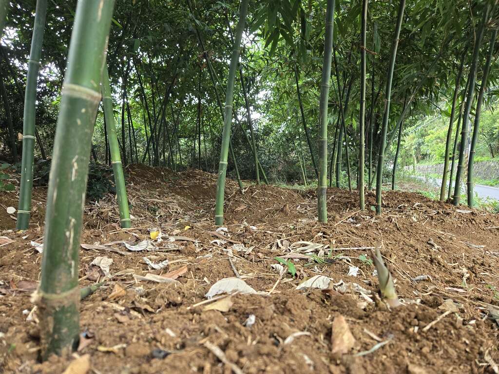 大屯社区正值绿竹笋产季(图片来源：台北市政府工务局大地工程处)