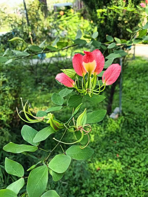 橙红花羊蹄甲已经有不少花苞含苞待放。(图片来源：台北市政府工务局公园路灯工程管理处)