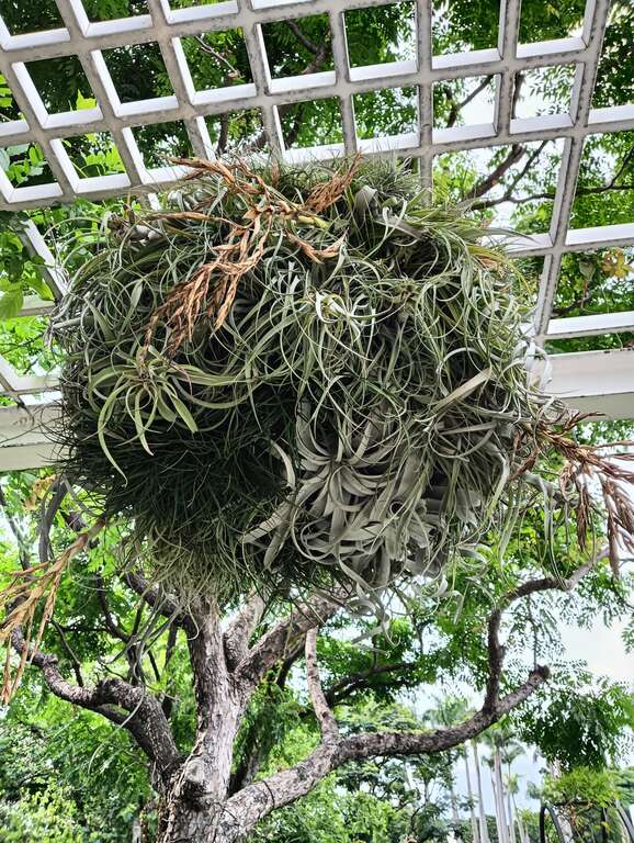 猜猜这丛空气凤梨有哪些品种藏身其中。(图片来源：台北市政府工务局公园路灯工程管理处)