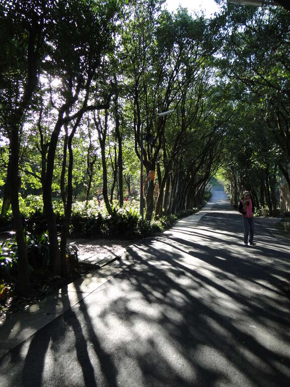 夏日豔陽在楊桐樹下灑落的光點