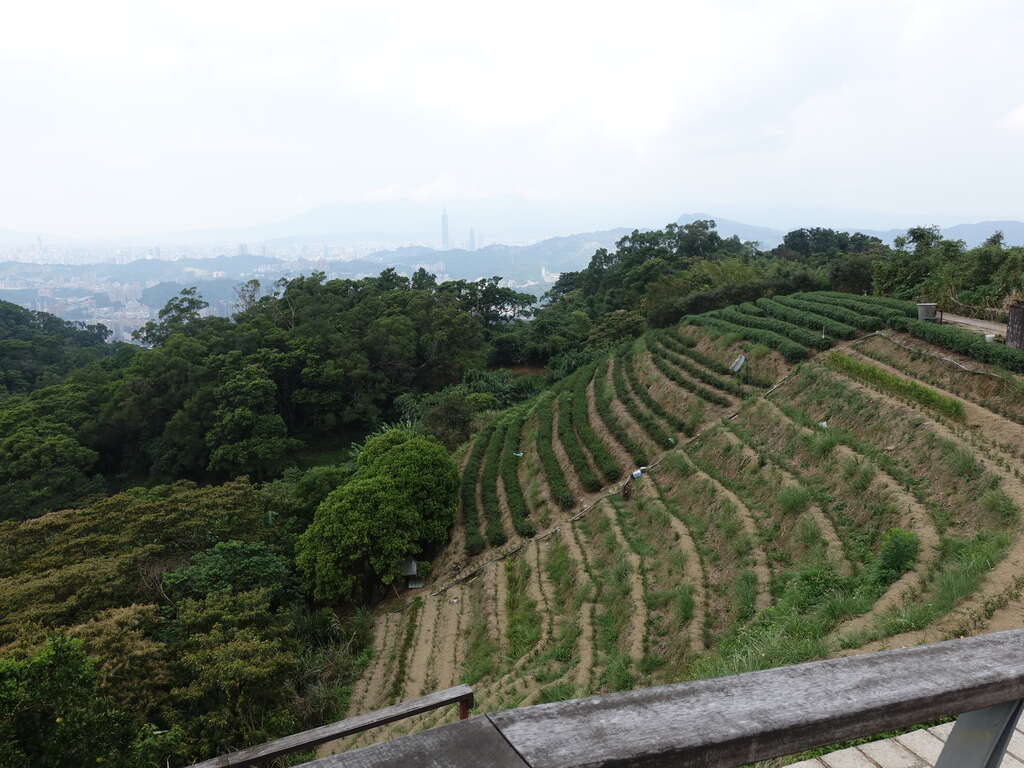 照片11 樟湖步道好风景