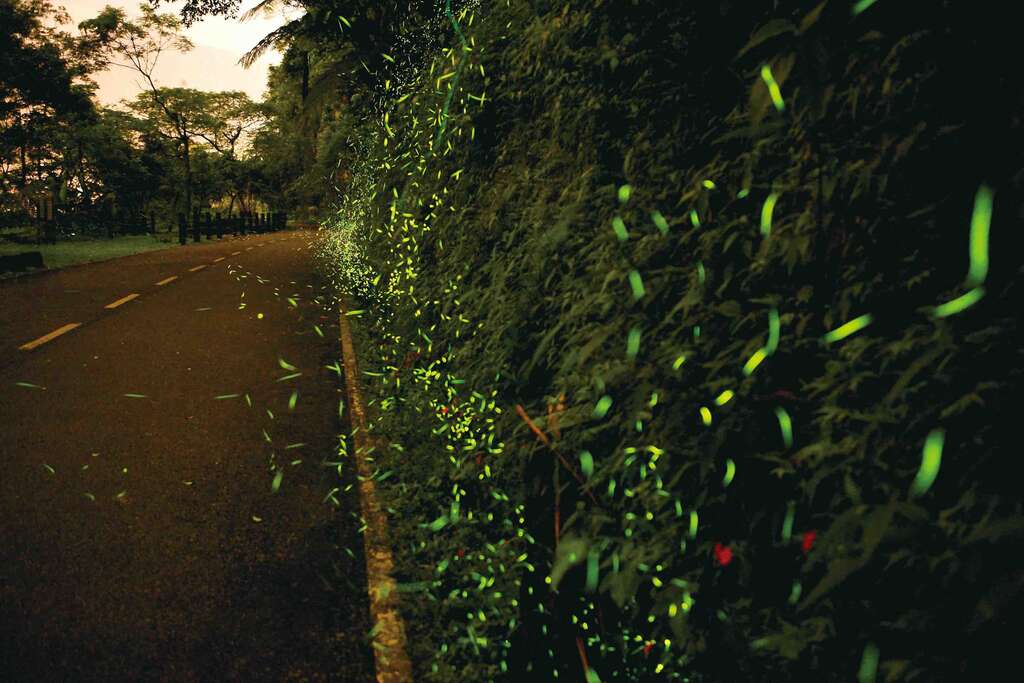 DE01251--花莲县--花莲鲤鱼潭萤火虫--火金姑.jpg