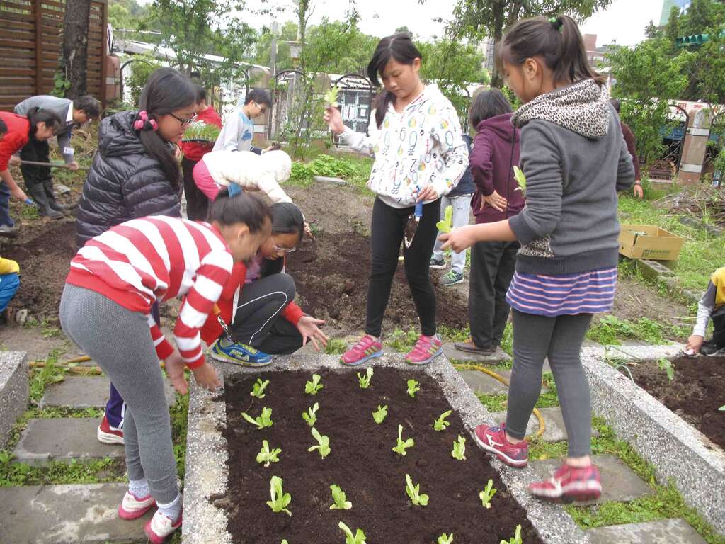 學生種植焰青萵苣.jpg