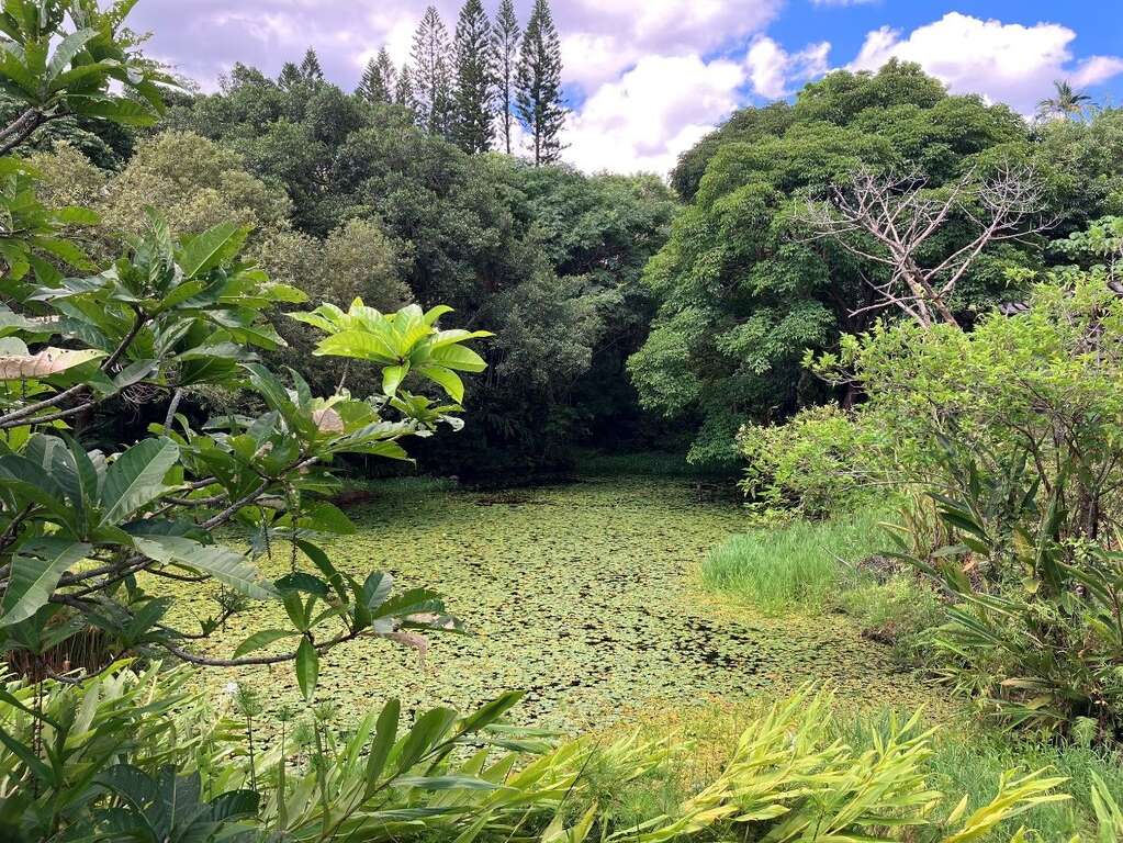 士林官邸公园生态园水池布满台湾萍蓬草(图片来源：台北市政府工务局公园路灯工程管理处)