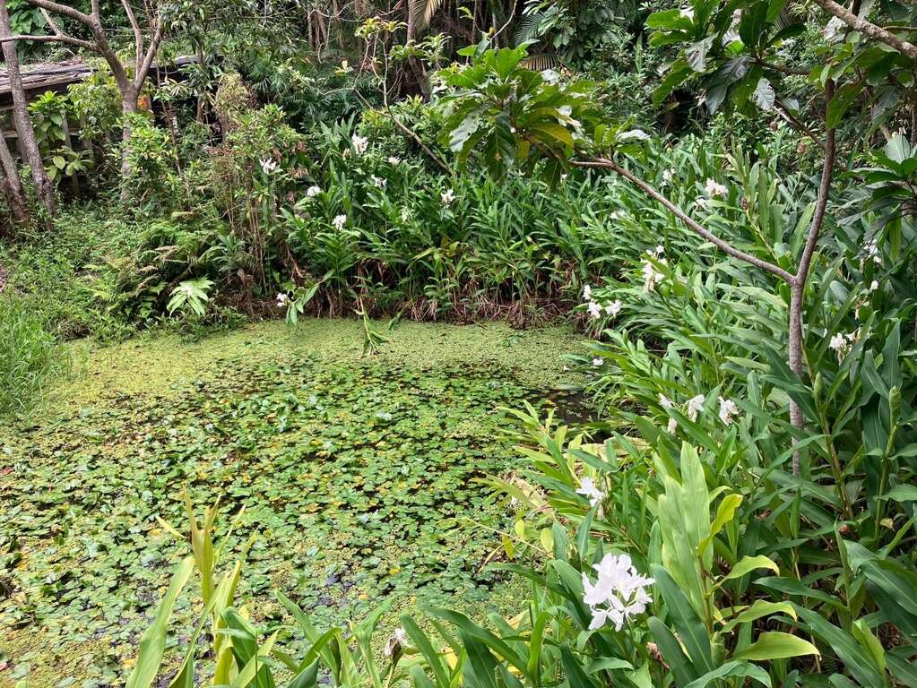 生态园池畔的野姜花(图片来源：台北市政府工务局公园路灯工程管理处)