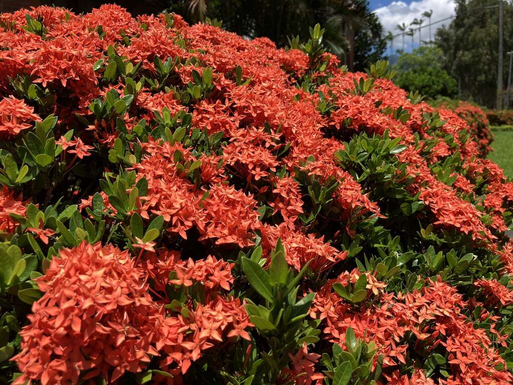 閃耀夏日的仙丹花(圖片來源：臺北市政府工務局公園路燈工程管理處)
