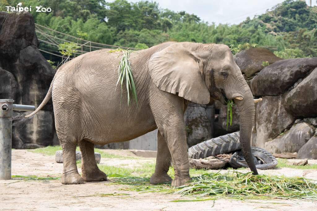 8月12日世界大象日World Elephant Day有非洲象及亞洲象的保母講古，讓大家認識及攜手保護溫柔巨獸（圖為非洲象千惠）(圖片來源：臺北市立動物園)