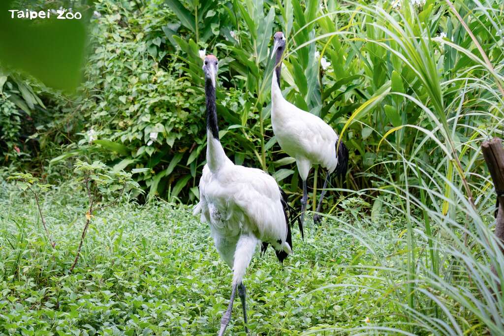 8月10日七夕情人節，在園內布置五處「我在動物園的愛情宣言」手牌，歡迎合影打卡(圖片來源：臺北市立動物園)