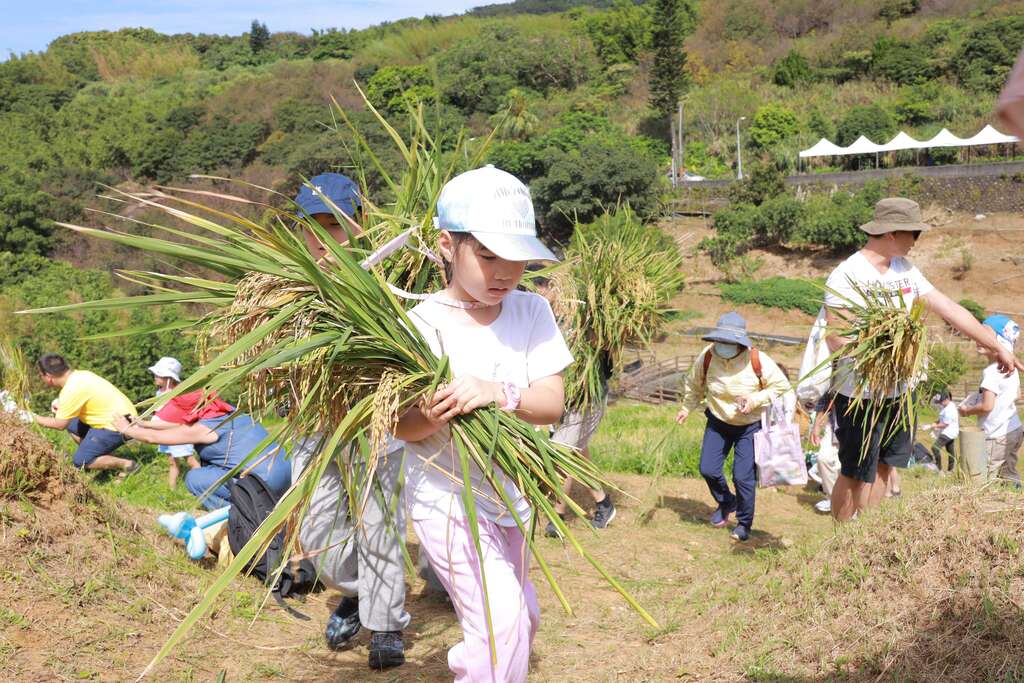 往年鹅尾山收割活动体验(图片来源：台北市政府工务局大地工程处)