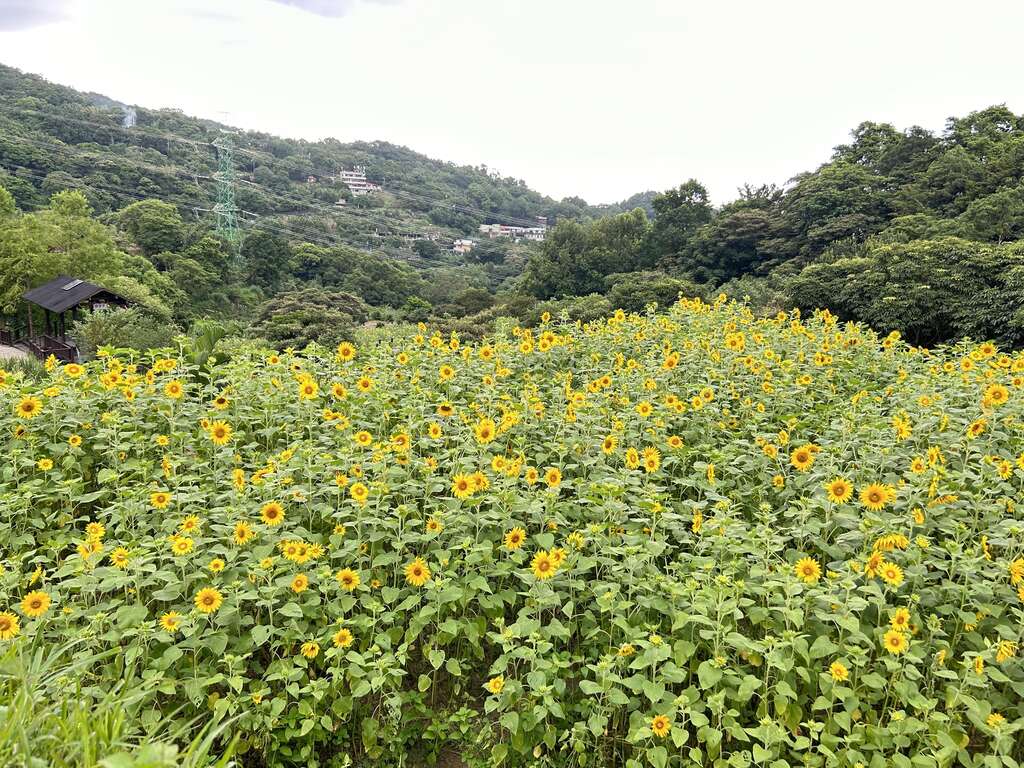 梯田花景(图片来源：台北市政府工务局大地工程处)