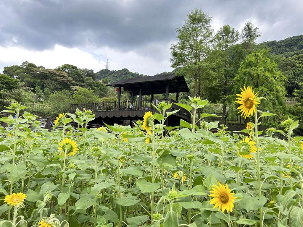 明镜池池畔花况(图片来源：台北市政府工务局大地工程处)