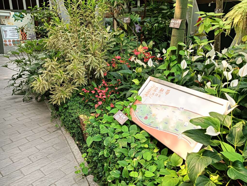 斑叶闭鞘姜就在亚热带区前端。(图片来源：台北市政府工务局公园路灯工程管理处)