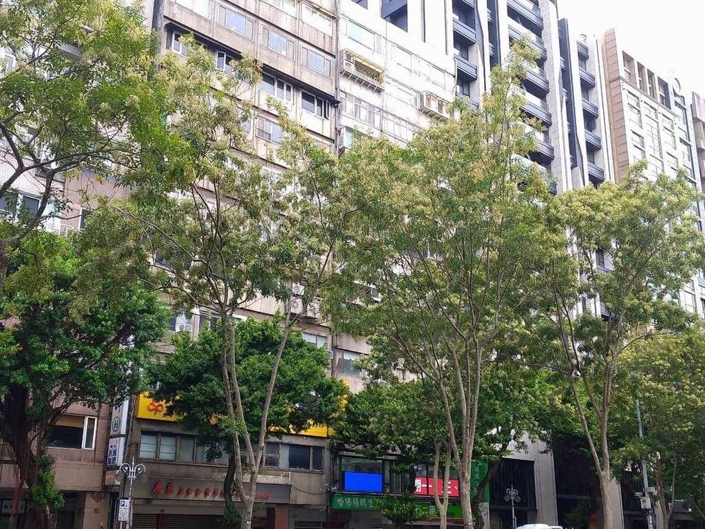 信義路整排行道樹上似乎沾上奶油般的乳白(圖片來源：臺北市政府工務局公園路燈工程管理處)